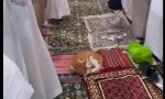 An Alim saw a cat in Madina and fell in love with it so intended to take it back home with him.